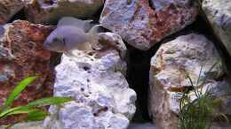aquarium-von-michael-leist-becken-3461_Neolamprologus Brichardi Prinzessin von Burundi