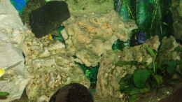 aquarium-von-michael-messenlehner-becken-3464_