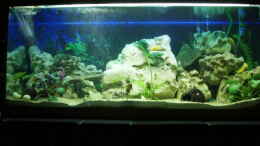 aquarium-von-michael-messenlehner-becken-3464_250 Liter Becken
