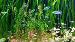 aquarium-von-stephy-juwel-rio-240_Goldtetra und Blaue Perusalmler