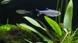 aquarium-von-stephy-juwel-rio-240_Blauer Perusalmler Boehlkea fredcochui