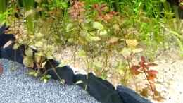 Aquarium einrichten mit Sumpfheusenkraut, Ludwigia palustris (leider nichts
