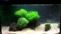 aquarium-von-marc-joist-becken-3480_Pflanzen aufgebunden