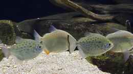 aquarium-von-thomas-s-h-suedamerikabiotop_Metynnis maculatus