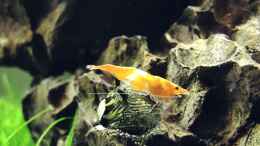 Aquarium einrichten mit Orange Rili auf Geweihschnecke