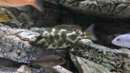 aquarium-von-purki-malawi-purkersdorf_Nimbochromis livingstonii