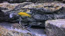 aquarium-von-purki-malawi-purkersdorf_Labidochromis yellow bzw. white