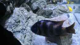 aquarium-von-purki-malawi-purkersdorf_Placidochromis milomo