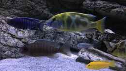 Aquarium einrichten mit Aulonocara stuartgranti cobue_Nimbochromis venustus