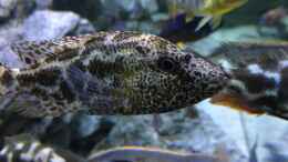Aquarium einrichten mit Nimbochromis polystigma