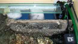 aquarium-von-stephan-ascher-becken-3500_eingeklebter Innenfilter und 2252 hinter Steinaufbau