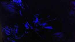 aquarium-von-balou-2013-balous-unterwasserwelt_ Bild 05.04.2018 Mondscheinphase