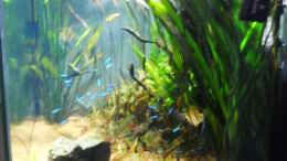 aquarium-von-jan-huesemann-tropenwuerfel_linke Seite