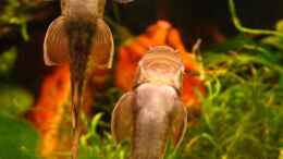 Aquarium einrichten mit 2 Garra flavatra auf Algensuche
