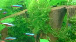 aquarium-von-oliver-kemna-becken-3510_Neue Morkienwurzel bepflanzt mit Moos