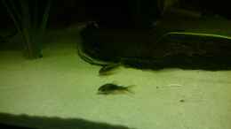 aquarium-von-dennisthemenis-suedamerika-biotop-nur-noch-als-beispiel_Corydoras Aenus auf Sand, da fühlen sie sich wohl