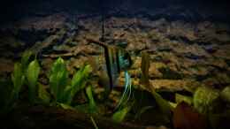 aquarium-von-dennisthemenis-suedamerika-biotop-nur-noch-als-beispiel_Rio Negro Skalar