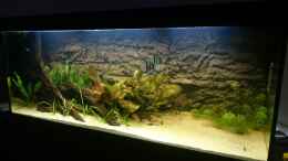 aquarium-von-dennisthemenis-suedamerika-biotop-nur-noch-als-beispiel_nach erstem Wasserwechsel