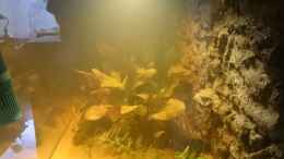 aquarium-von-dennisthemenis-suedamerika-biotop-nur-noch-als-beispiel_Von der Seite mit Schwarzwasser