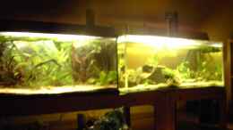 aquarium-von---diskus-fan---becken-3522_neben 200l zuchtbecken mit l134 l144 und loricaria simil
