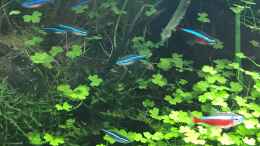 aquarium-von-der-nicky-steepcliffaufgeloest_rote und blaue Neons