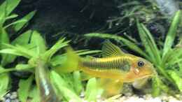aquarium-von-der-nicky-steepcliffaufgeloest_Corydoras golden stripe