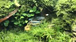 aquarium-von-der-nicky-steepcliffaufgeloest_Corys green/golden stripe