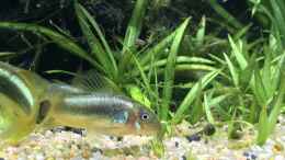 aquarium-von-der-nicky-steepcliffaufgeloest_Corydoras green stripe