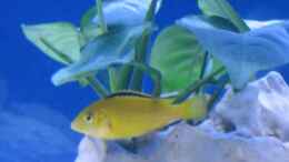 aquarium-von-sascha1607-becken-3540_Labidocromis Yellow 