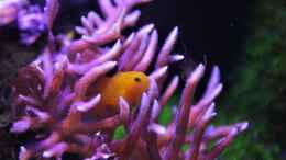 aquarium-von-thomas-s-h-meerwasser-aufgeloest_Korallengrundel in hystrix