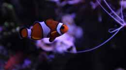 aquarium-von-thomas-s-h-meerwasser-aufgeloest_Anemonenfisch