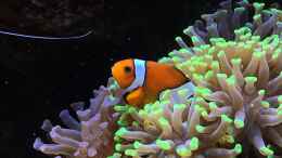 Aquarium einrichten mit Clownfisch in Hammerkoralle