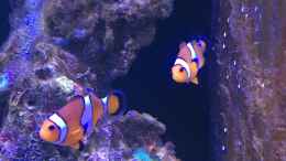 Aquarium einrichten mit Clownfische