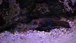 Aquarium einrichten mit Mandarinfisch