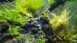 aquarium-von-mel-kafi-paradies_Blue Dream 