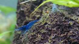 aquarium-von-mel-kafi-paradies_Blue Dream und Blue Pearl