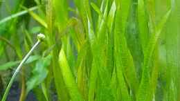 Aquarium einrichten mit Schraubenvallisneria nana