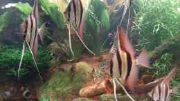 aquarium-von-tripledad-amazonas-in-haan_Auge in Auge mit Altums