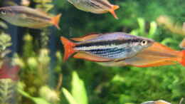 aquarium-von-christian-s--regenbogenfische_M. australis