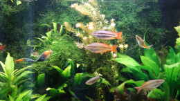 aquarium-von-christian-s--regenbogenfische_