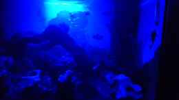 aquarium-von-papili-papilis-anfaengerbecken_Mondlicht (Blaue_LED)