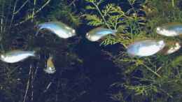 aquarium-von-jana-gelfort-becken-3554_Blaue Perusalmler