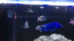 aquarium-von-albert-malawi-retro-becken_Placidochromis und Lethrinops (bild von ???ferienadresse??? 