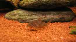 aquarium-von-david-deutschmann-becken-3560_Orange-Schönflossenpanzerwels (Corydoras sterbai)