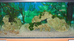 aquarium-von-anja-hermes-becken-3567_180 Liter Tanganjika 