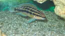Foto mit Julidochromis Ornatus Kapampa