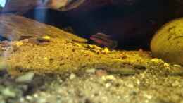 aquarium-von-tiburon-west--zentralafrika-in-aachen_Plevicachromis taeniatus ???Nigerian Red??? Männchen