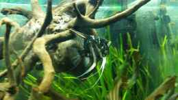 aquarium-von-tigerlotus-klein-amazonien_Skalar Männchen