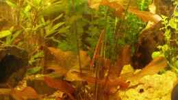 aquarium-von-maja-knodel-becken-3582_roter Tigerlotus (Nymphaea lotus rot) 