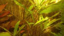 aquarium-von-maja-knodel-becken-3582_Großer Rosettenwasserfreund (Hygrophila angustifolia) 
